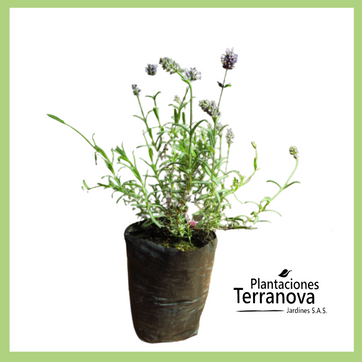 LAVANDA - imagen 1