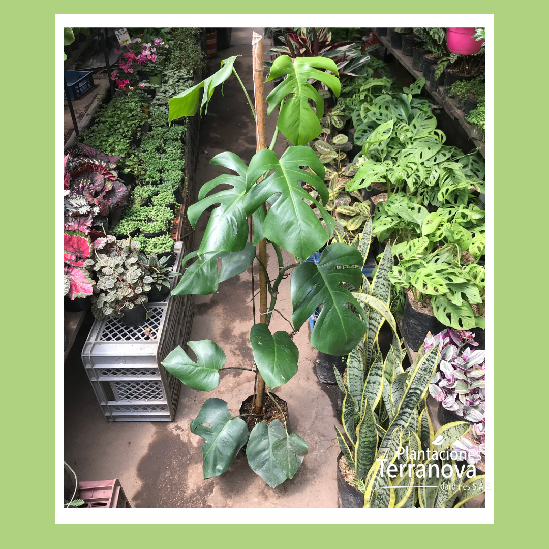 MONSTERA ENREDADERA