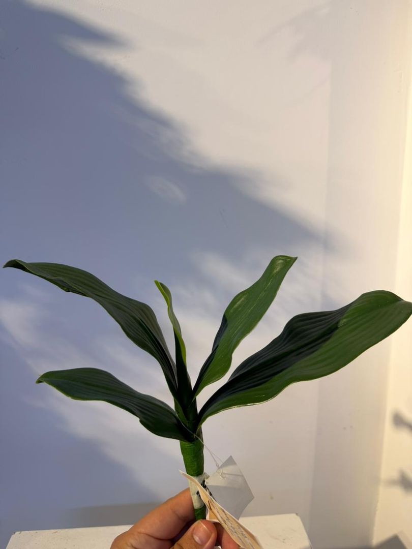 HOJA DE ORQUIDEA X 5 GRANDE