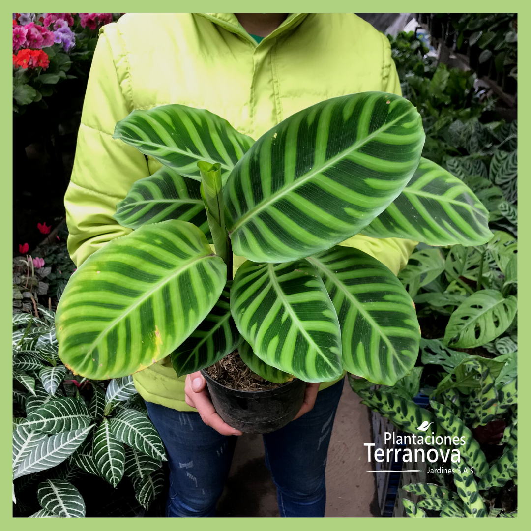 CALATHEA PANA