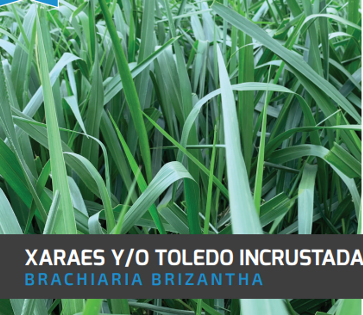 Toledo Brachiaria Brizantha Xaraés (Incrustada) x Kilo