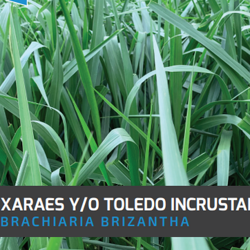 Toledo Brachiaria Brizantha Xaraés (Incrustada) x Kilo - imagen 1