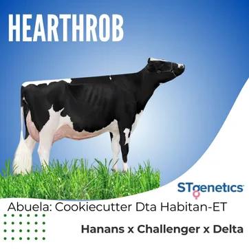 HEARTHROB  - imagen 1
