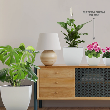 MATERA SIENA - imagen 3