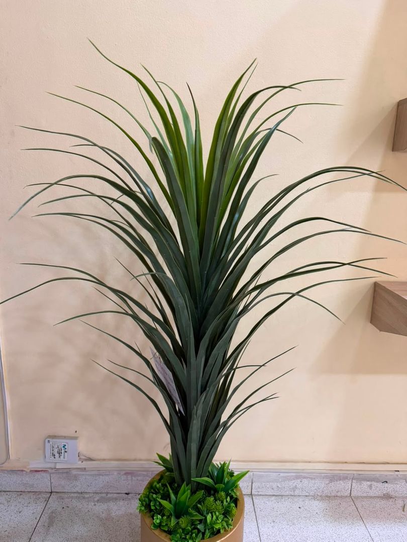 PLANTA PALMA DELGADA 