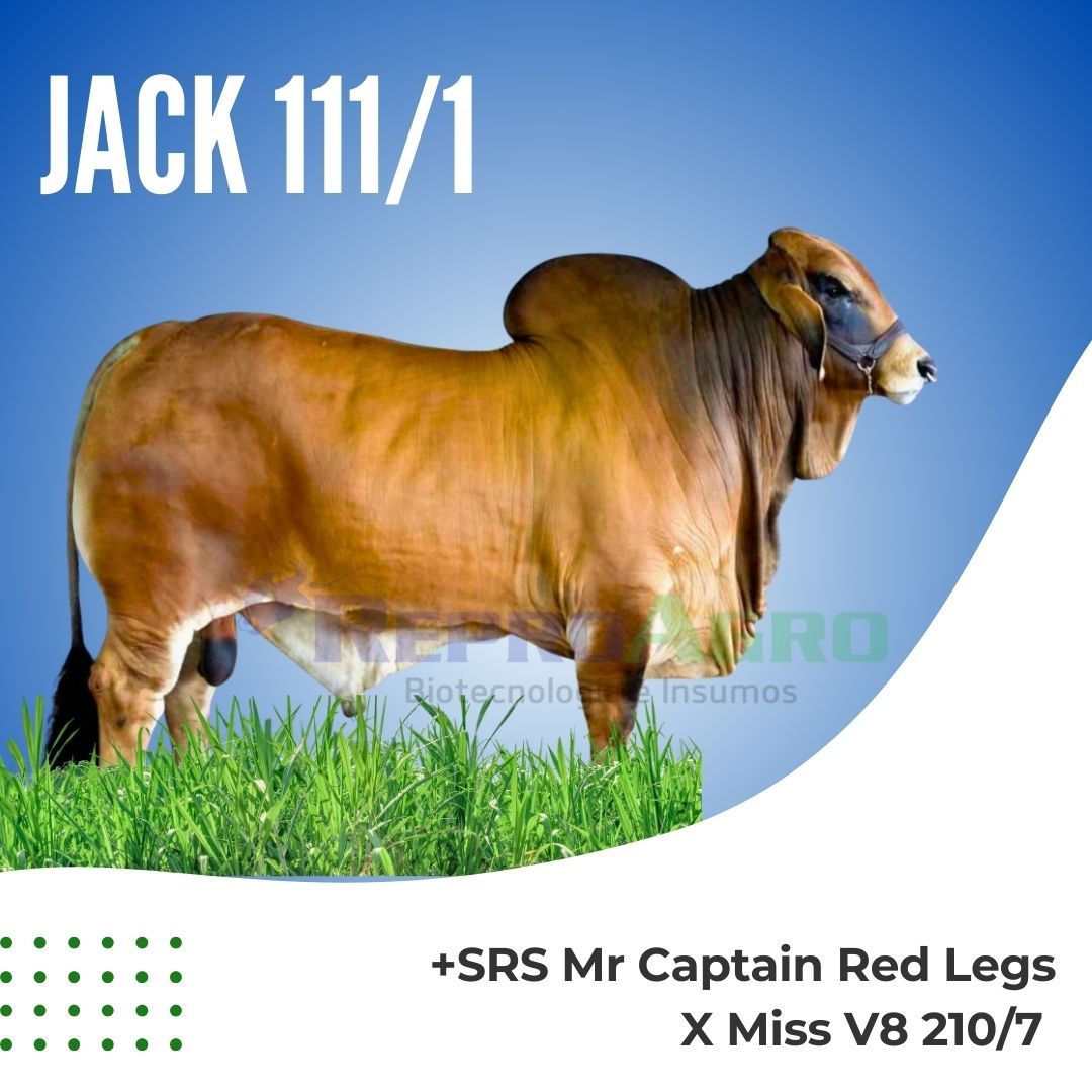 JACK 111/1