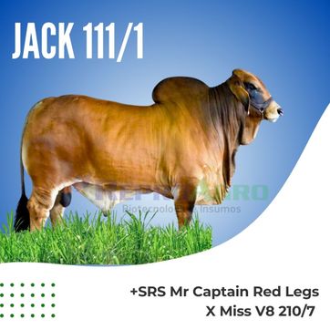 JACK 111/1 - imagen 1