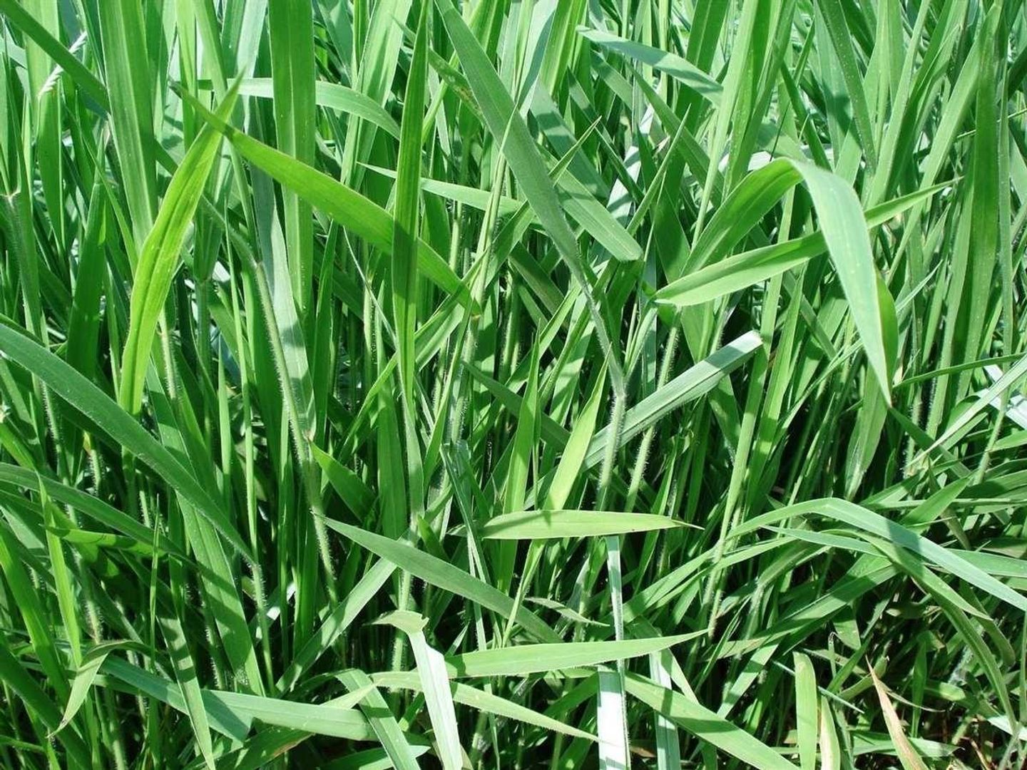  Marandú Brachiaria Brizantha(Incrustada) x Kilo