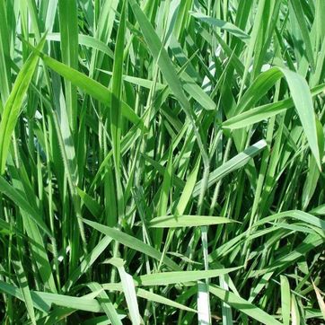  Marandú Brachiaria Brizantha(Incrustada) x Kilo - imagen 1