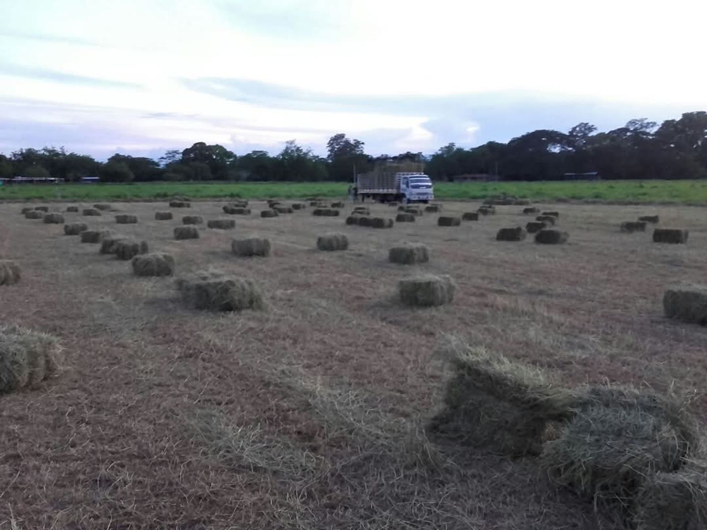 PACA DE HENO ANGLETON FRESCO