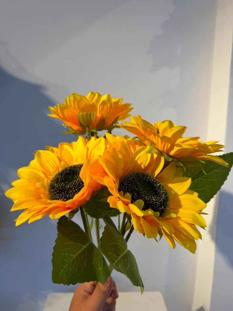 GIRASOL X 7