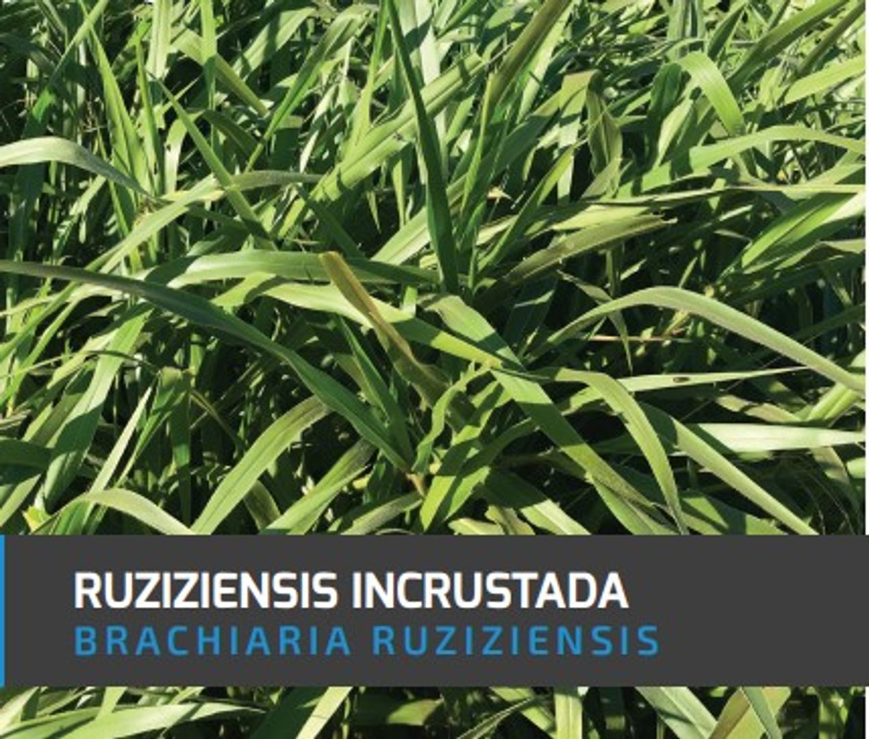 Pasto Congo Brachiaria Ruziziensis (Incrustada) x Kilo