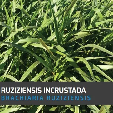 Pasto Congo Brachiaria Ruziziensis (Incrustada) x Kilo - imagen 1