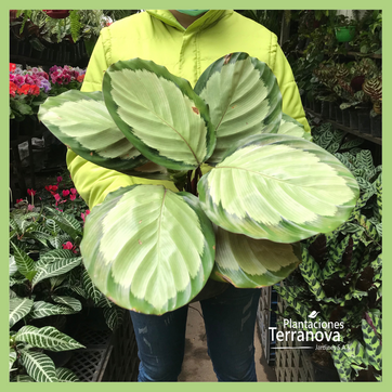 CALATHEA MEDALLION 1 - imagen 2