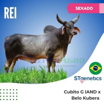 REI SEXADO - imagen 1