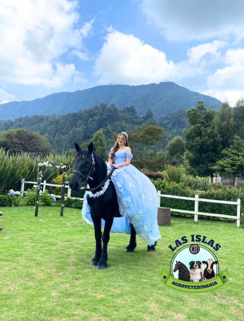 ALQUILER DE CABALLO PARA EVENTO