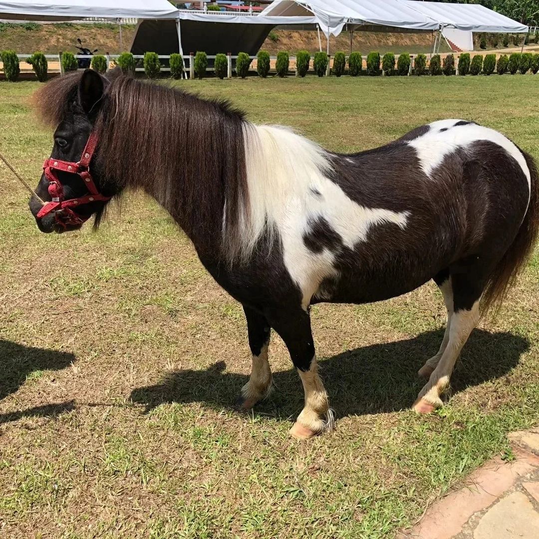 Yeguita minihorse de nombre Pimienta 