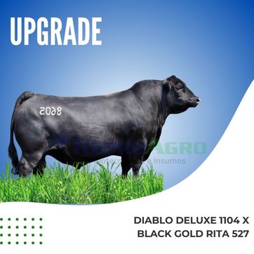 UPGRADE - imagen 1