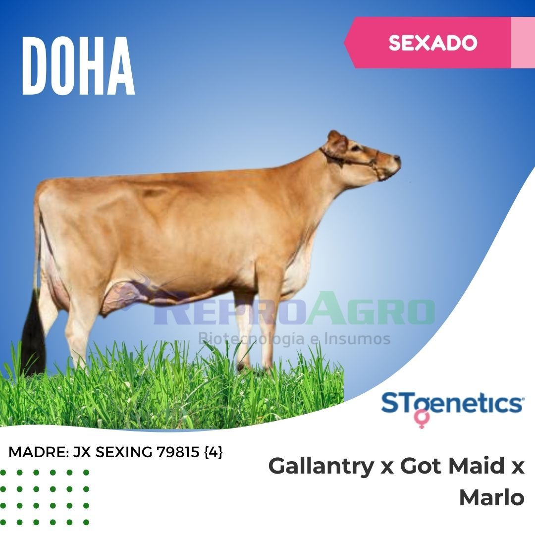 DOHA SEXADO