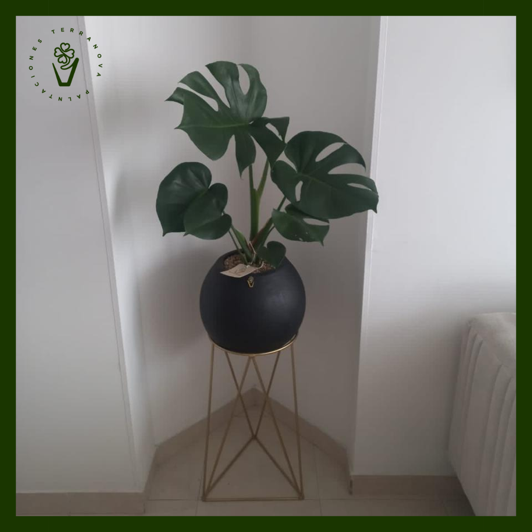 COMBO MONSTERA DELICIOSA