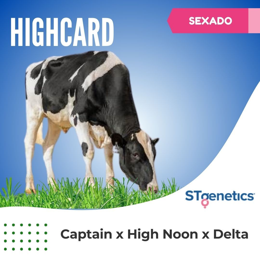 HIGHCARD SEXADO
