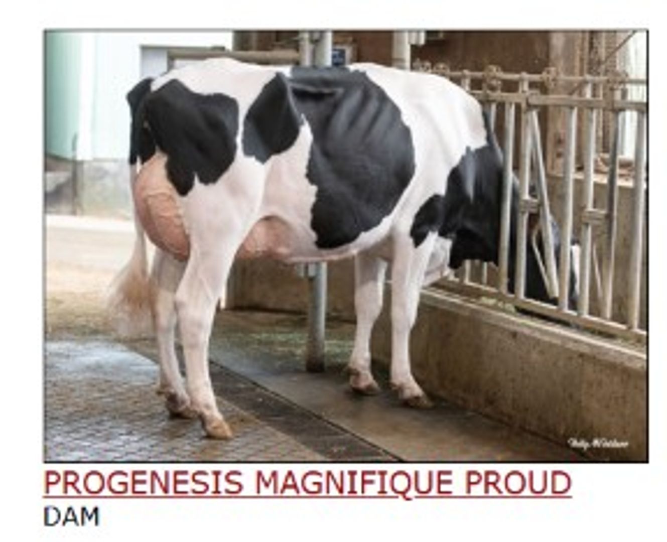 PROGENESIS PROMOTER