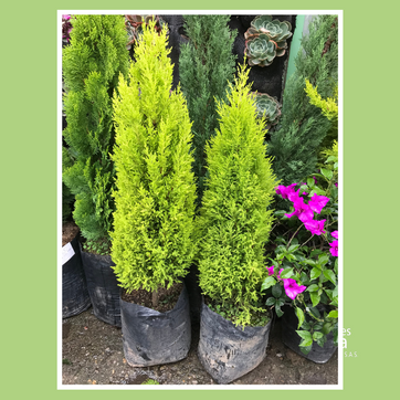 PINO PERUANO - imagen 3