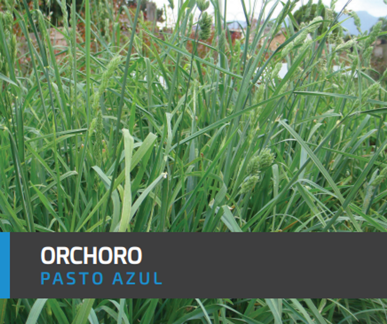 Pasto Azul Orchoro x Libra AGOTADO