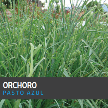 Pasto Azul Orchoro x Libra AGOTADO - imagen 1