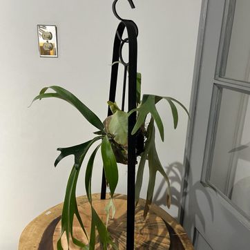 MINI PLATICERO  - imagen 3