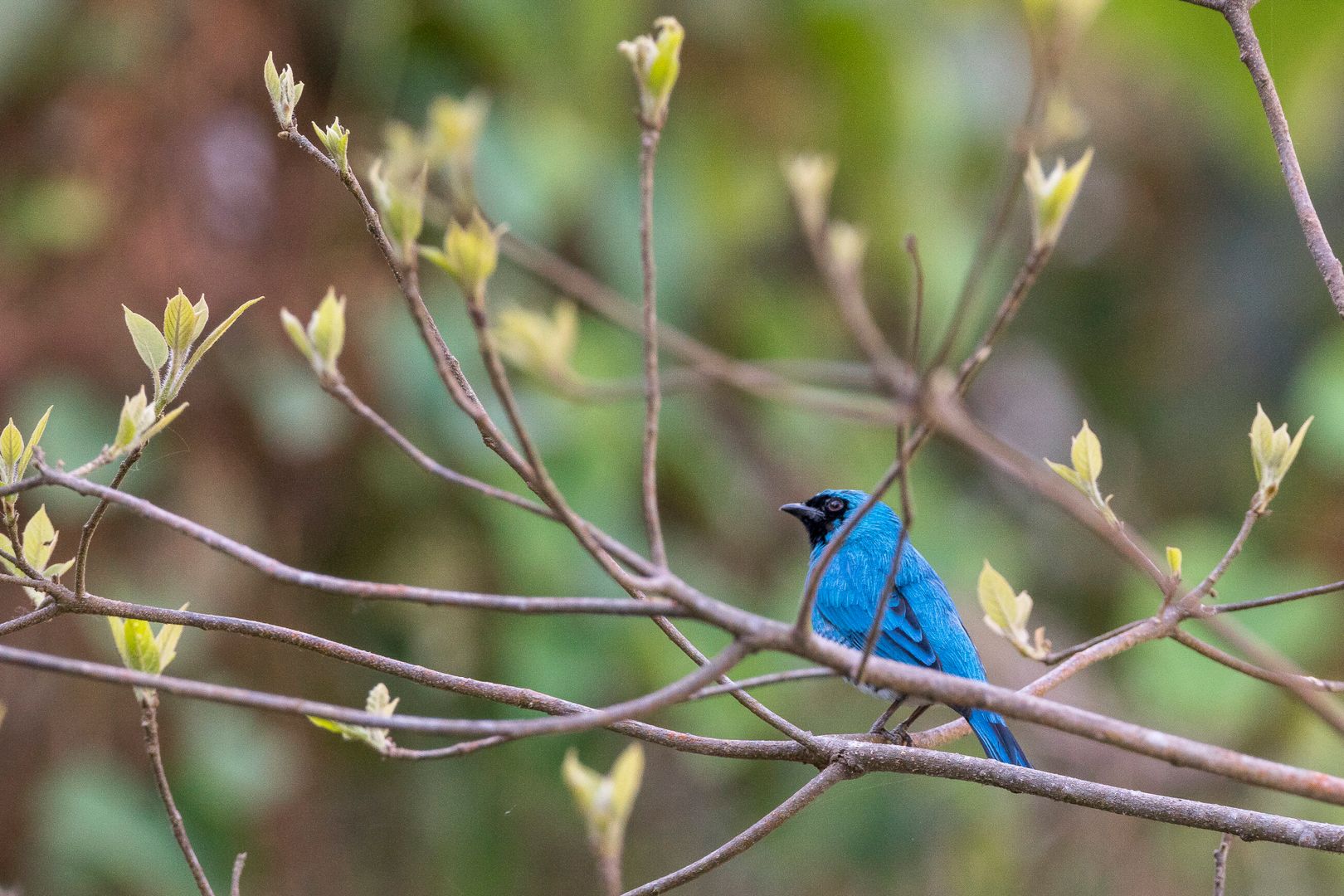 Avistamiento de Aves / Bird watching 