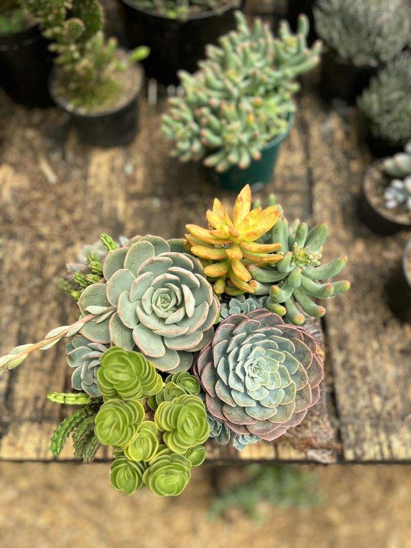 JARDINES SUCULENTAS TRONCO 