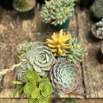 JARDINES SUCULENTAS TRONCO  - imagen 9