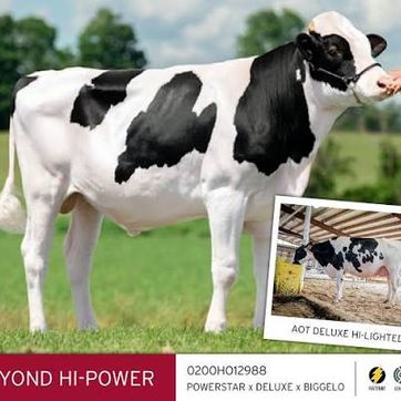HI-POWER - imagen 1