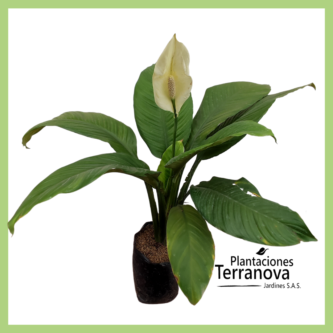 SPATHIPHYLIUM GIGANTE