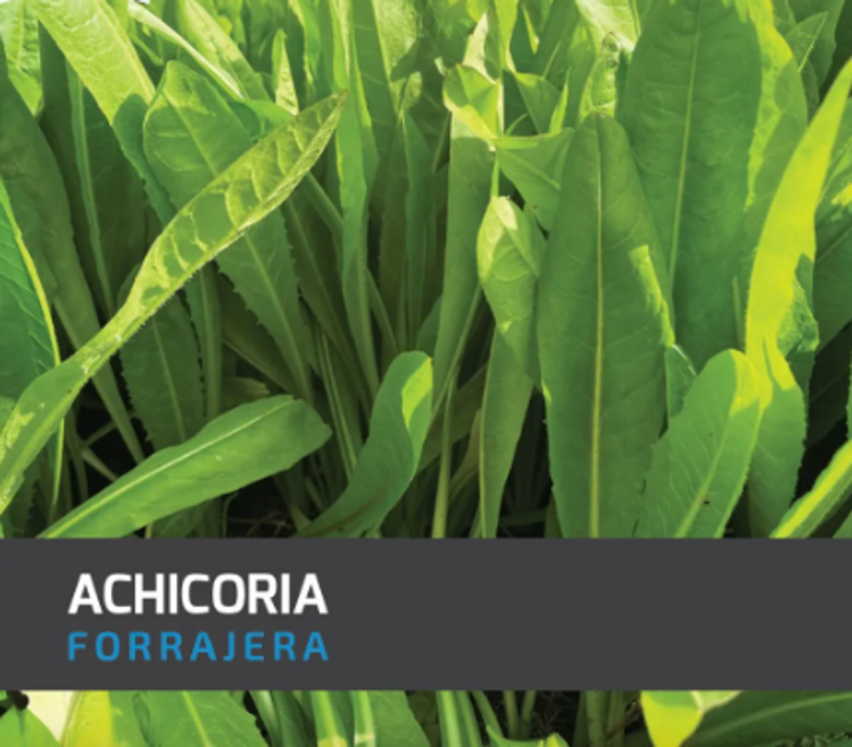 Achicoria Forrajera x Kilo