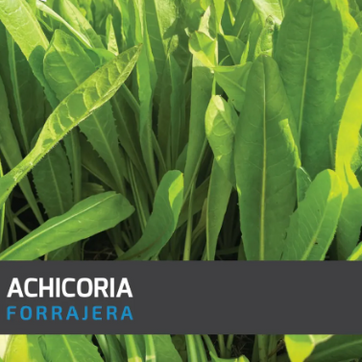 Achicoria Forrajera x Kilo - imagen 1