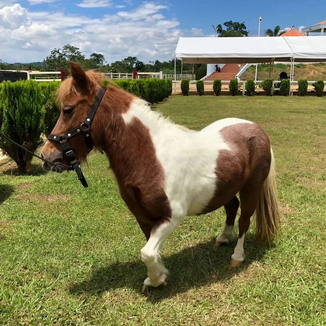 Yeguita minihorse, Nombre Nucita