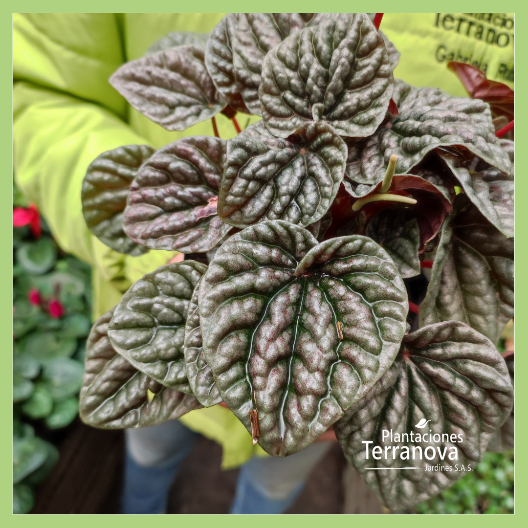 PEPEROMIA VELITAS MORADA