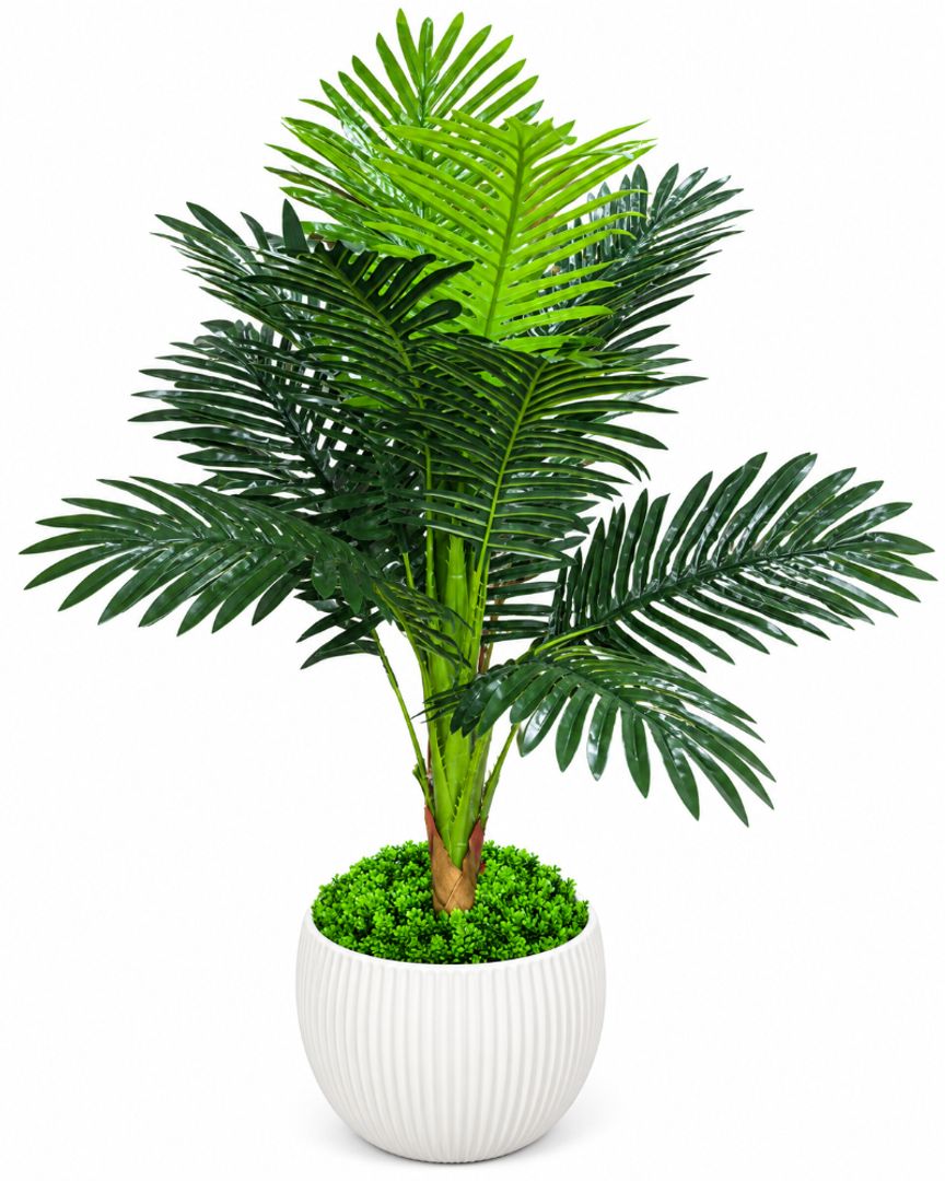 PLANTA PALMA MEDIANA