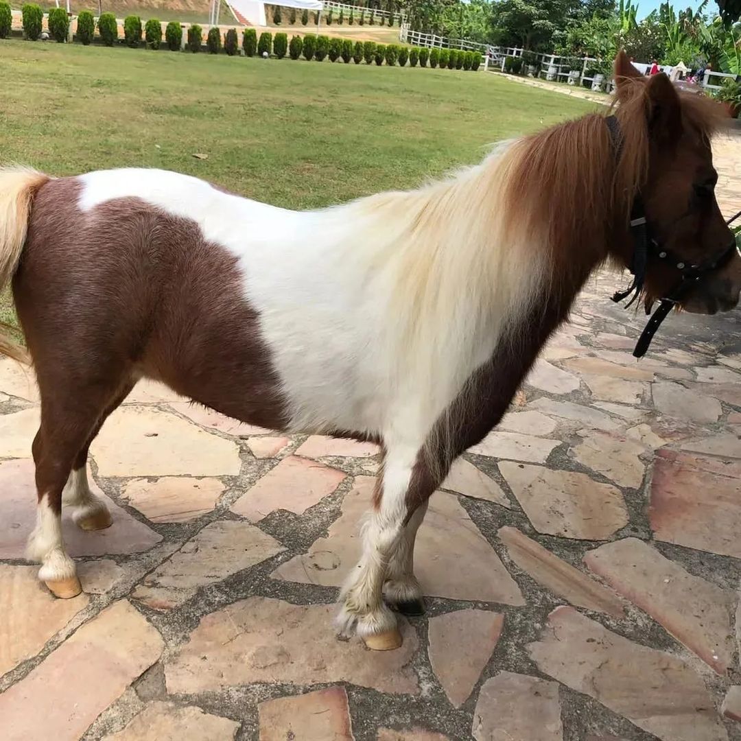 Yeguita minihorse, Nombre Nucita