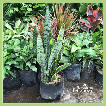 SANSEVIERIA (LENGUA DE SUEGRA)  - imagen 2
