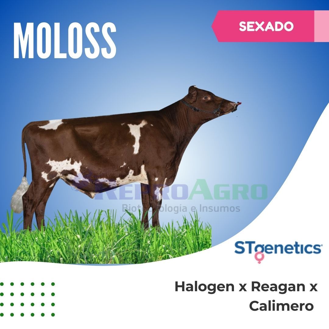 MOLOSS SEXADO