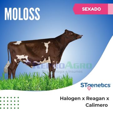 MOLOSS SEXADO - imagen 1