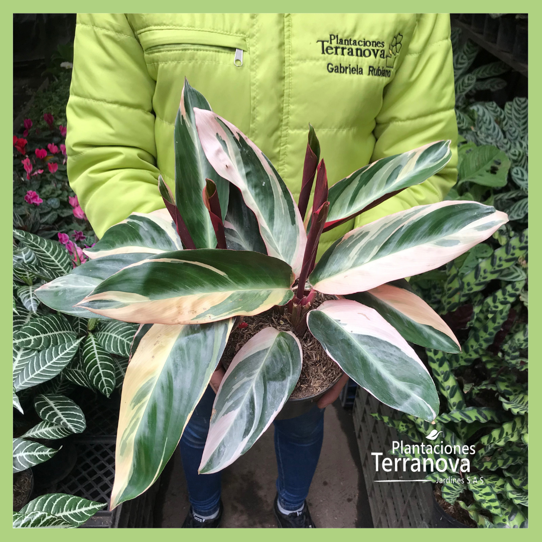 CALATHEA TRIOSTAR