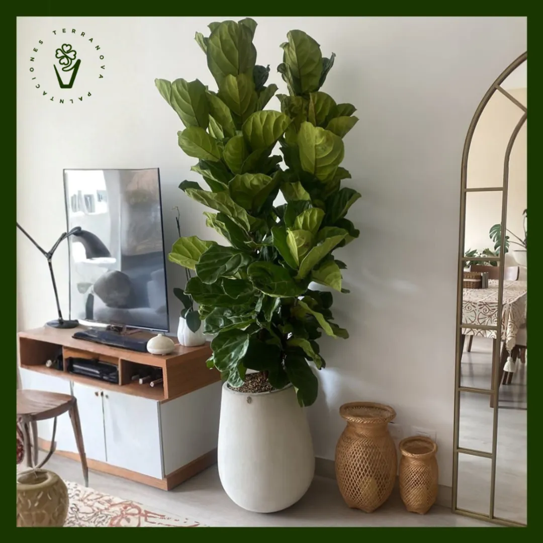 COMBO FICUS LYRATA (VARIAS VARAS)