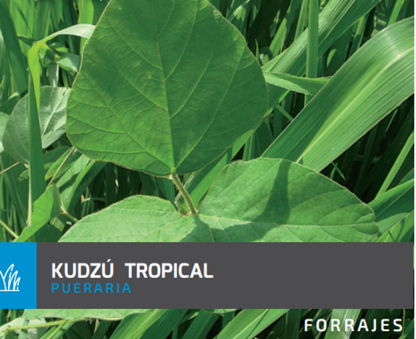 Kudzú Tropical x Kg