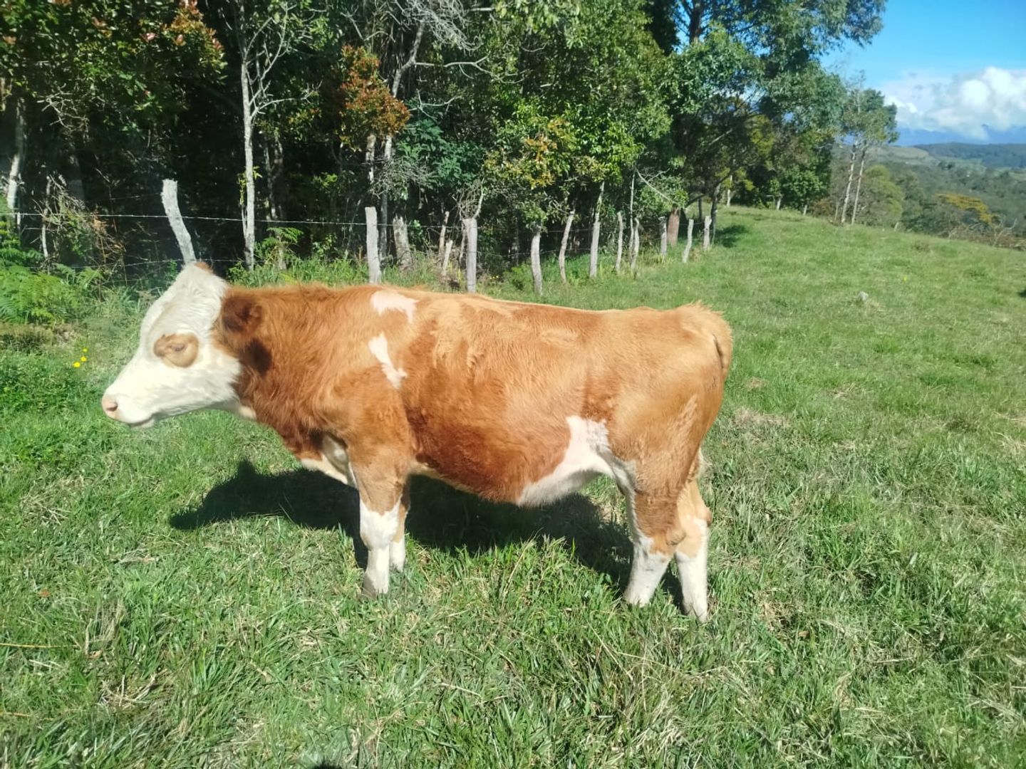 En venta torete Simmental puro Registrado aclimatado al tropico 