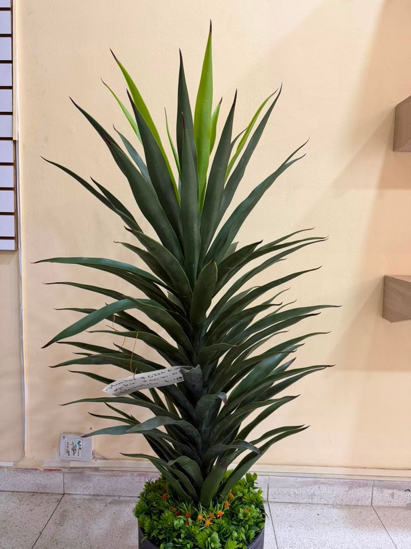 PALMA PLANTA IBERICA