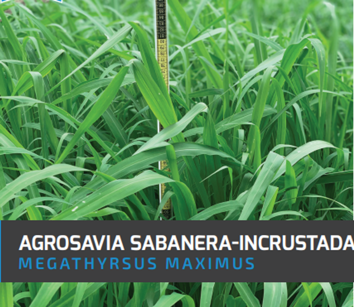 Guinea Panicum Maximum Agrosavia Sabanera (Incrustada) x Kilo
